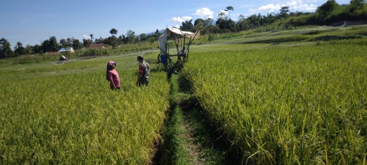 Kopda WF Sitorus saat bantu warga binaan penyemprotan hama, Senin (13/6).