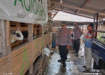 Kasat Binmas Polres Tasikmalaya Kota, IPTU. Dede Tarman SH saat pantai PMK di ternak sapi, Selasa (21/6).