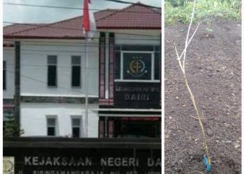 Kejaksaan Negeri Sidikalang - Dairi dan kondisi bibit kopi yang ditanam salah satu Kelompok Tani, Jumat (24/6).