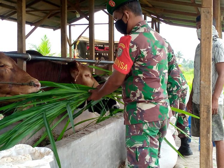 Babinsa Posramil Lawe Sumur saat komsos kekandang sapi warga binaan, Senin (267/6).