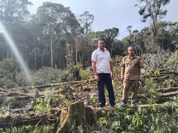 Kondisi Hutan Lae Pondom, Kabupaten Dairi yang dirambah oleh RJS dab TS warga Kabanjahe, Rabu (29/6).