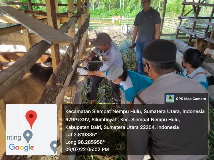 Tim Polres Dairi bersama Dibas Pertanian bidang Peternakan Kabupaten Dairi saat cek kesehatan hewan qurban, Sabtu (9/7).