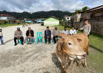 Kapolres Tapanuli Utara, AKBP. Ronal FC Sipayung SH, SIK, MH didampingi Kasat Lantas AKP. Soya Lato dan Kasat Narkoba AKP. Rasoki Harahap saat menyerahkan hewan qurban sapi bagi masyarakat muslim Taput, Sabtu (9/7).