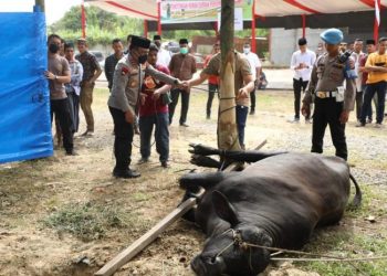 Kapolda Sumut, Irjen. Pol. Drs. RZ Panca Putra saat saksikan sembelih hewan qurban, Minggu (10/7).