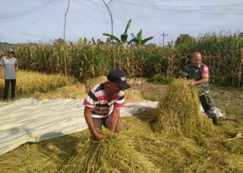 Serda Jasa Simamora saat membantu petani penen padi, Kamis (14/7).