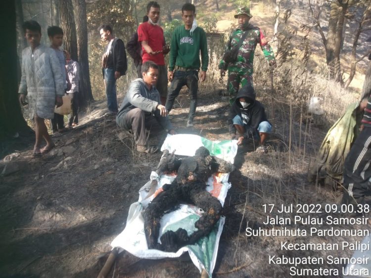 Korban terbakar saat dievakuasi jajaran Polsek Muara, Koramil  Muara dibantu warga di Hutan Dusun Buntu Raha, Desa Sitanggor, Kecamatan Muara, Kabupaten Taput - Sumut, Minggu (17/7).