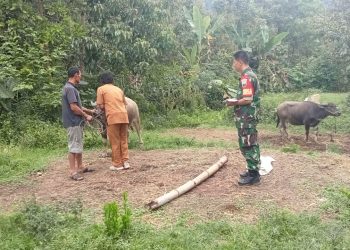 Sertu Carles Ganda Naibaho dan Kopda D. Marbun Babinsa Koramil 03/ Parongil jajaran Kodim 0206/ Dairi saat pendampingan vaksinasi ternak, Senin (25/7).
