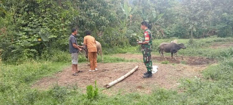Sertu Carles Ganda Naibaho dan Kopda D. Marbun Babinsa Koramil 03/ Parongil jajaran Kodim 0206/ Dairi saat pendampingan vaksinasi ternak, Senin (25/7).