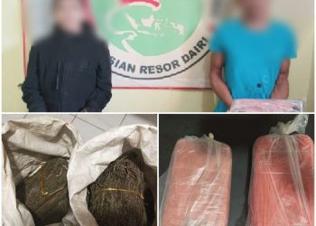 Kedua tersangka pengedar serta barang bukti ganja kering saat diamankan di Polres Dairi, Kamis (5/8).