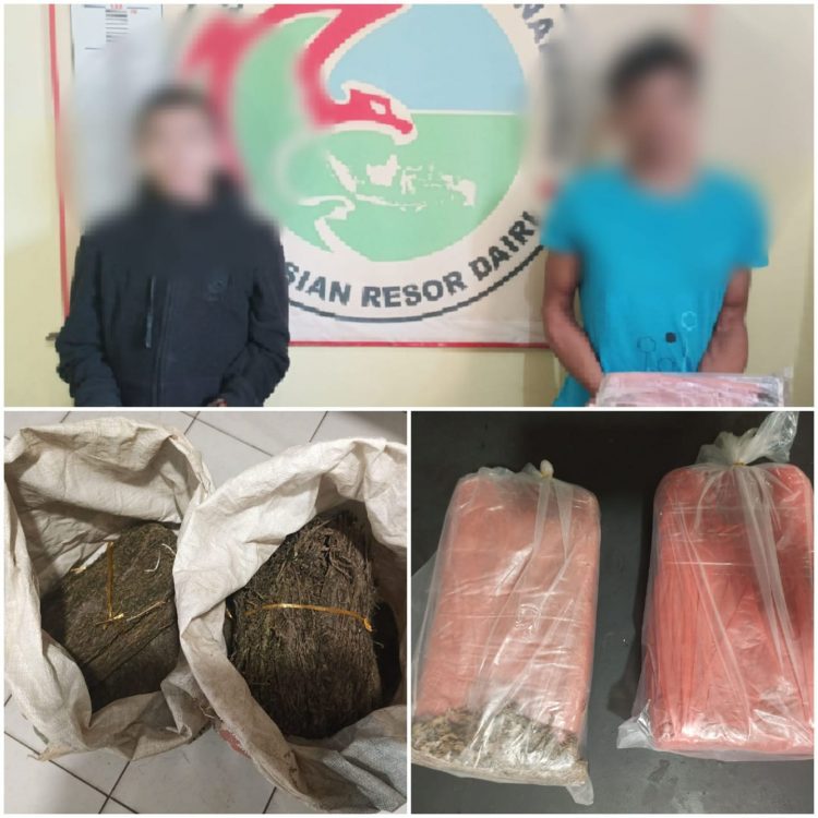 Kedua tersangka pengedar serta barang bukti ganja kering saat diamankan di Polres Dairi, Kamis (5/8).
