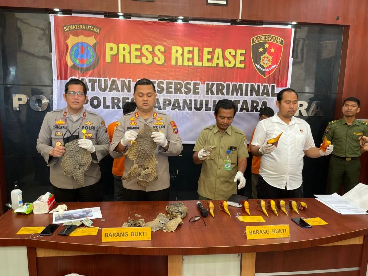 Polres Taput saat konferensi pers pengungkapan penjualan sisik trenggiling dan paruh burung rangkong gading, Selasa (9/8).