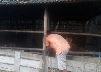 Kandang sapi milik Kelompok Ternak Cibangun Jaya, Rabu (31/8).