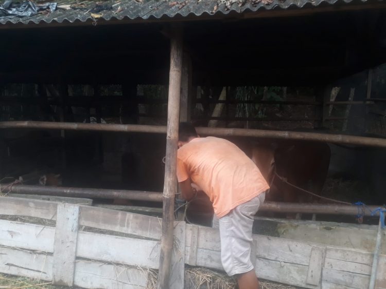 Kandang sapi milik Kelompok Ternak Cibangun Jaya, Rabu (31/8).