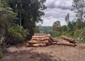 Situasi illegal loging yang terjadi di Dolok Imun - Taput, Senin (26/9/2022).