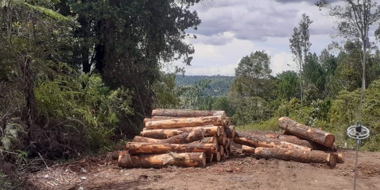 Situasi illegal loging yang terjadi di Dolok Imun - Taput, Senin (26/9/2022).
