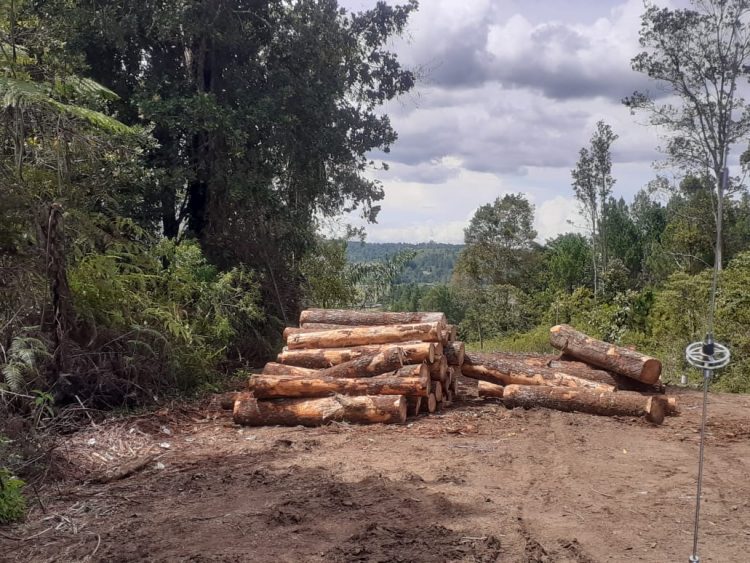 Situasi illegal loging yang terjadi di Dolok Imun - Taput, Senin (26/9/2022).