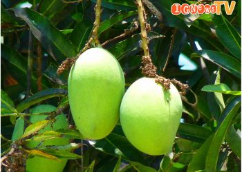 Mangga Food Estate, Jumat (2/9).