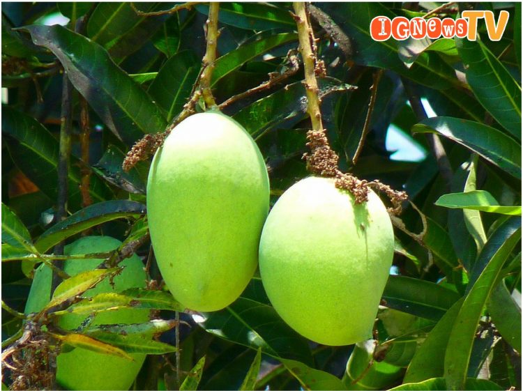 Mangga Food Estate, Jumat (2/9).