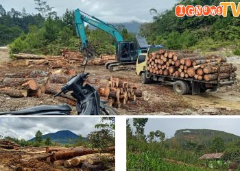 Aktifitas di 3 Desa Hutan Pinus yang tidak kantongi IUPH di Taput, Minggu (11/9).