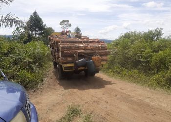 Kayu hutan saat diangkut dari Dolok Imun untuk dijual, Sabtu (22/10).