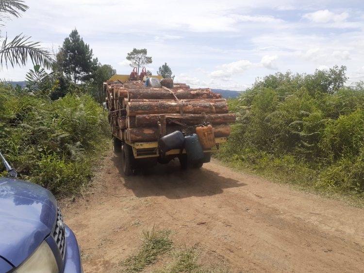 Kayu hutan saat diangkut dari Dolok Imun untuk dijual, Sabtu (22/10).