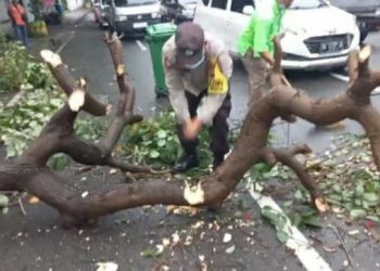 Personil Polsek Medan Timur saat bersihkan pohon tumbang, Sabtu (22/10).
