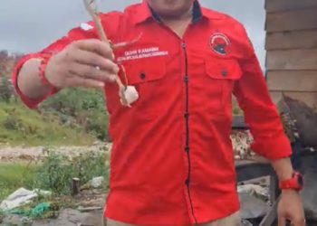 Wakil Bupati dan juga sebagai Ketua DPC PDI- P Humbahas, Oloan P Nababan saat jadikan bawang putih sebagai bahan candaan lato lato, Senin (16/1).