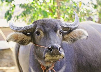 Ternak kerbau bantuan Kementan TA 2021 yang diduga telah digelapkan di Taput, Rabu (26/4).