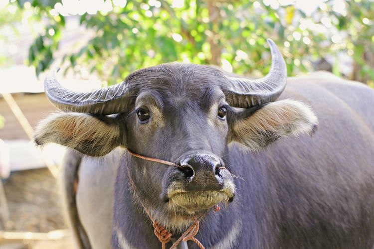 Ternak kerbau bantuan Kementan TA 2021 yang diduga telah digelapkan di Taput, Rabu (26/4).