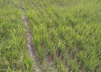 Kondisi sawah yang sudah 3 bulan tidak disaluri air dampak proyek bendungan, Sabu (10/6).