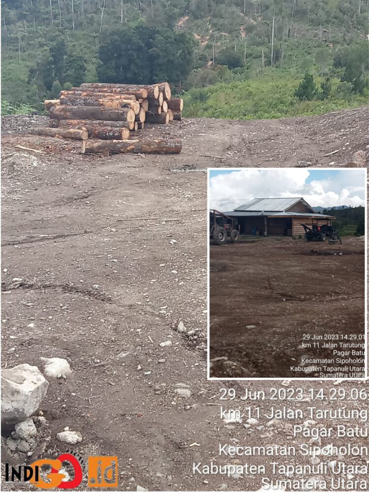 Kondisi Dolok Imun yang masih ditebang habis sesuai pengakuan warga sekitar dilakukan MS, Kamis (29/6).
