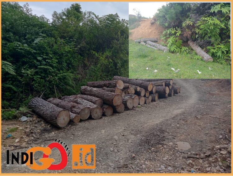 Tumpukan kayu yang sudah terpotong yang sempat diambil pengusaha DH, namun ditolak oleh Kepala Desa, Senin (24/7).