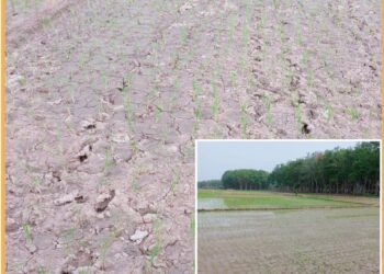 Kondisi ratusan Hektar sawah warga yang kekeringan akibat proyek PU Kabupaten OKU Timur, Kamis (14/9).