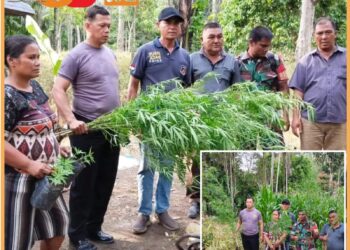 Personil Polsek Tigalingga bersana Koramil 04/ Tigalingga saat amankan puluhan ganja beserta istri Markus, Jumat (15/9).