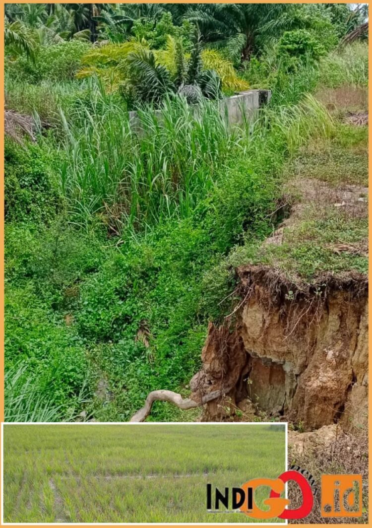 Tanggul jebol sepanjang 30 Meter dan kondisi persawahan yang kering, Senin (16/10).