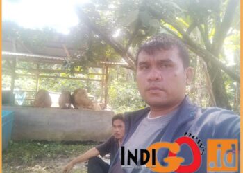 Korwil Sumut I Indigonews, Tambunan saat bersama salah seorang penerima sapi, Hanafi Darma, Jumat (3/11)?.