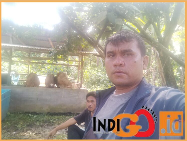 Korwil Sumut I Indigonews, Tambunan saat bersama salah seorang penerima sapi, Hanafi Darma, Jumat (3/11)?.