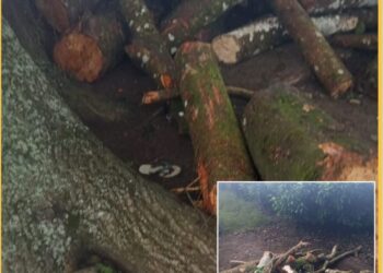 Barang bukti ranting pohon yang sudah ditumpuk hendak dijual, Jumat (26/1).