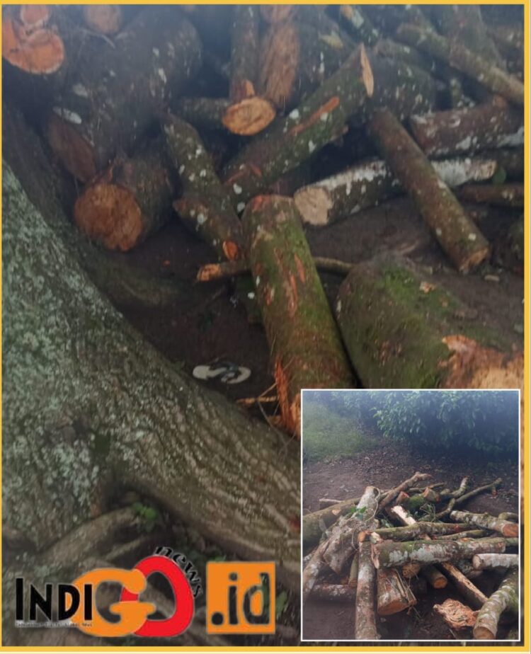 Barang bukti ranting pohon yang sudah ditumpuk hendak dijual, Jumat (26/1).