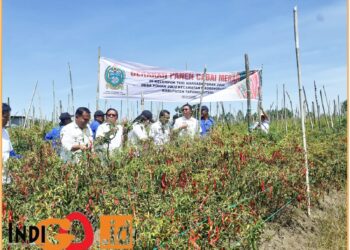 Dinas Ketahanan Pangan Tanaman Pangan Holtikultura Provinsi Sumatera Utara melakukan panen cabai dengan Kelompok Tani Marsada di Desa Pohan Julu, Kecamatan Siborongborong, Kabupaten Tapanuli Utara - Sumut, Rabu (3/72024).