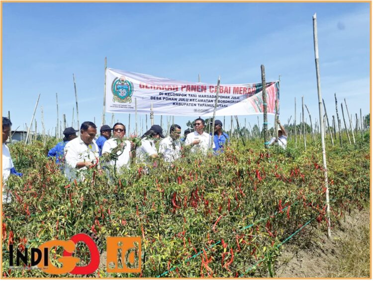 Dinas Ketahanan Pangan Tanaman Pangan Holtikultura Provinsi Sumatera Utara melakukan panen cabai dengan Kelompok Tani Marsada di Desa Pohan Julu, Kecamatan Siborongborong, Kabupaten Tapanuli Utara - Sumut, Rabu (3/72024).