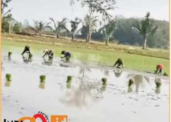 Petani padi di Belitang III saat tanam padi dan mengalirkan air menggunakan mesin, Rabu (17/7).