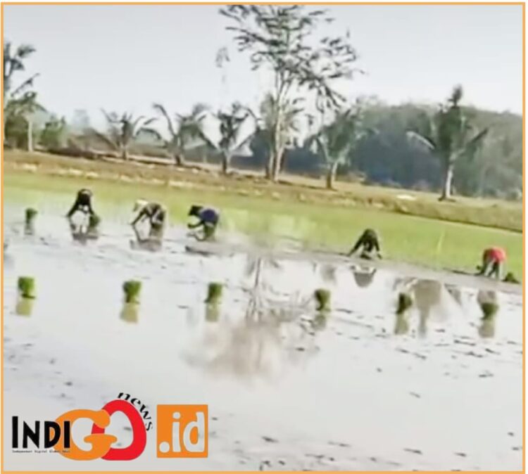 Petani padi di Belitang III saat tanam padi dan mengalirkan air menggunakan mesin, Rabu (17/7).