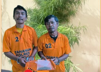Kedua tersangka beserta barang bukti ganja saat diamankan di Polres Taput, Jumat (9/8).
