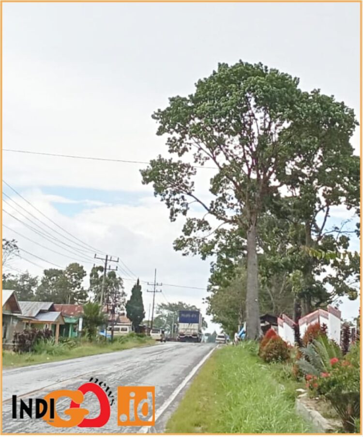 Pohon besar yang rentan ancam keselamatan warga di Taput, Selasa (3/9).