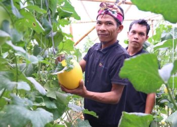 Kelompok Pembibitan Eco Agrotomation Binaan Bukit Asam Panen Perdana Melon Premium