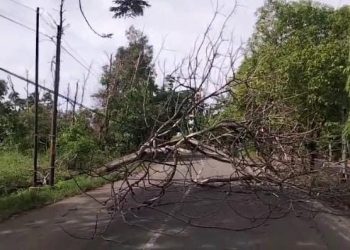 Pohon Tumbang Tutupi Jalan Islamic Centre Muara Enim, Beruntung Tidak Ada Korban Jiwa