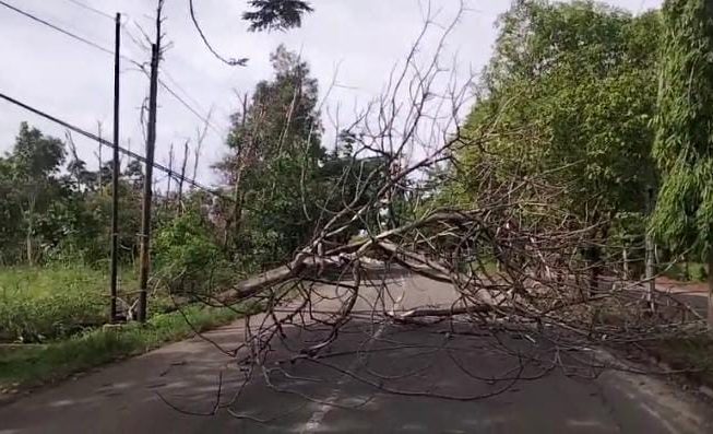 Pohon Tumbang Tutupi Jalan Islamic Centre Muara Enim, Beruntung Tidak Ada Korban Jiwa