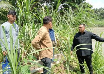 Longsor di Kelurahan Tungkal, Mendapat Perhatian Eka Oktha Reza Anggota DPRD Dapil 1 Muara Enim