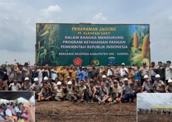 PT. Kelantan Sakti Dukung Ketahanan Pangan Dengan Tanam Jagung di Areal Perkebunan Perusahaan